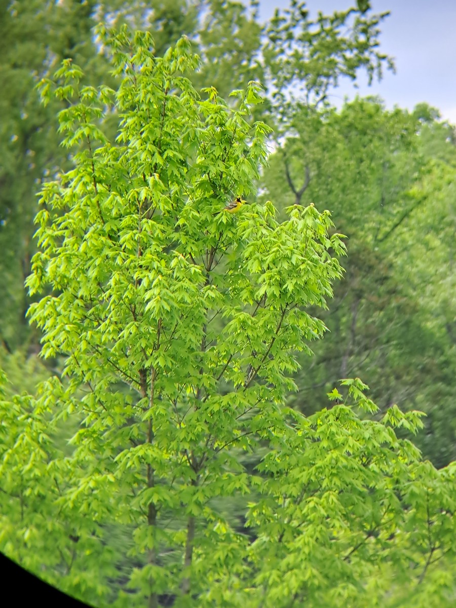 Orchard Oriole - ML564517861