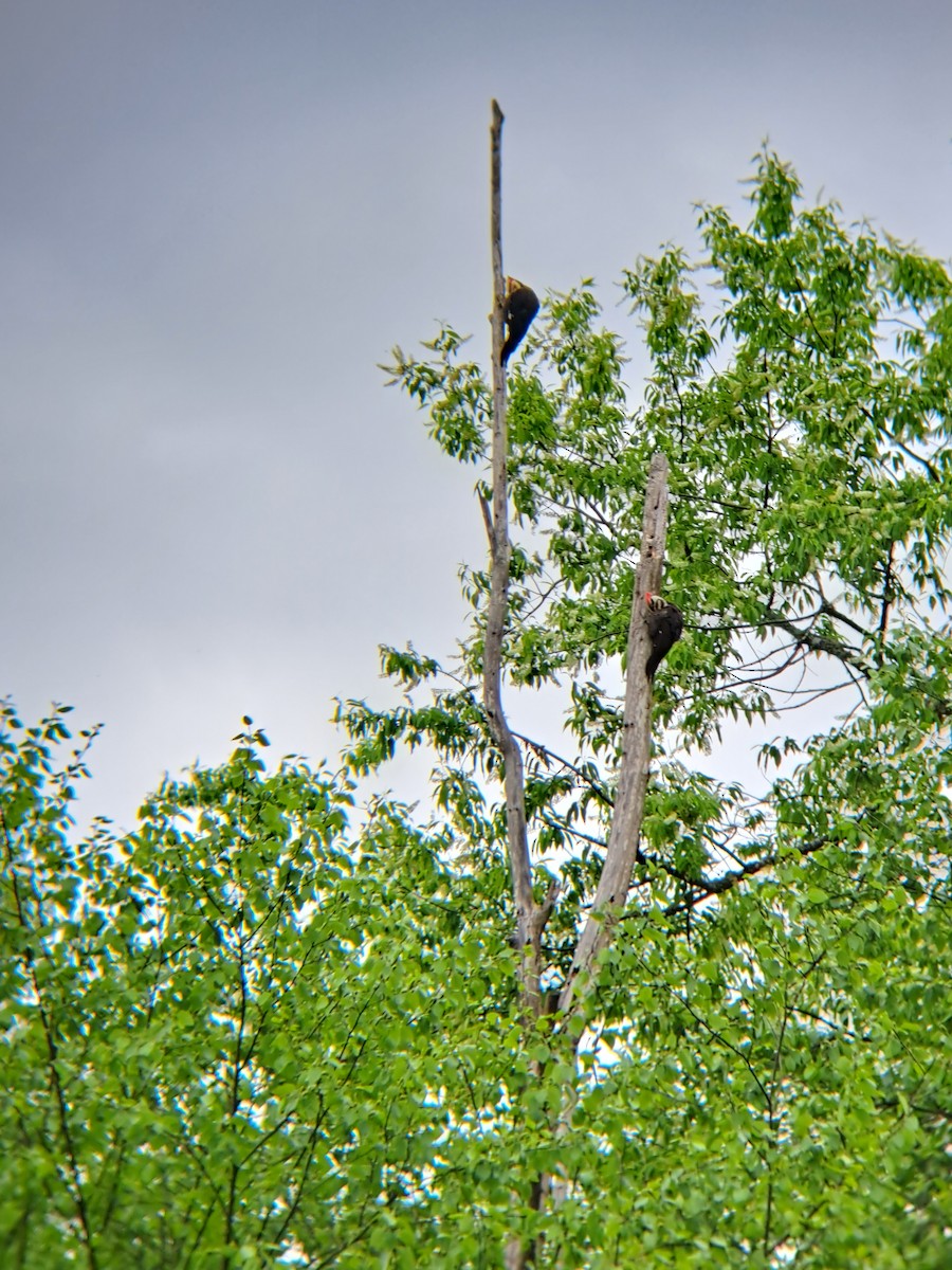 Pileated Woodpecker - ML564517921