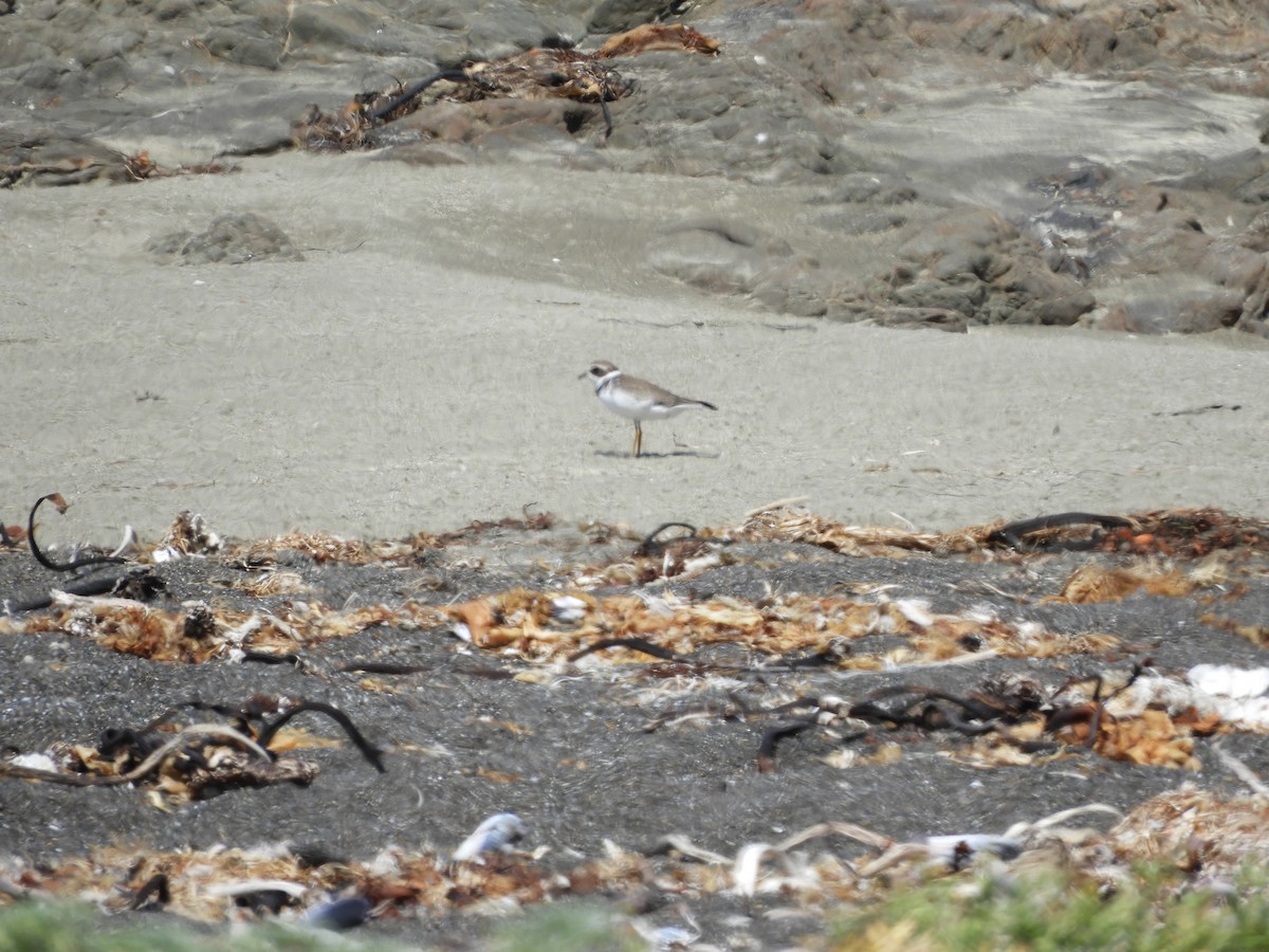 Semipalmated Plover - ML564519321