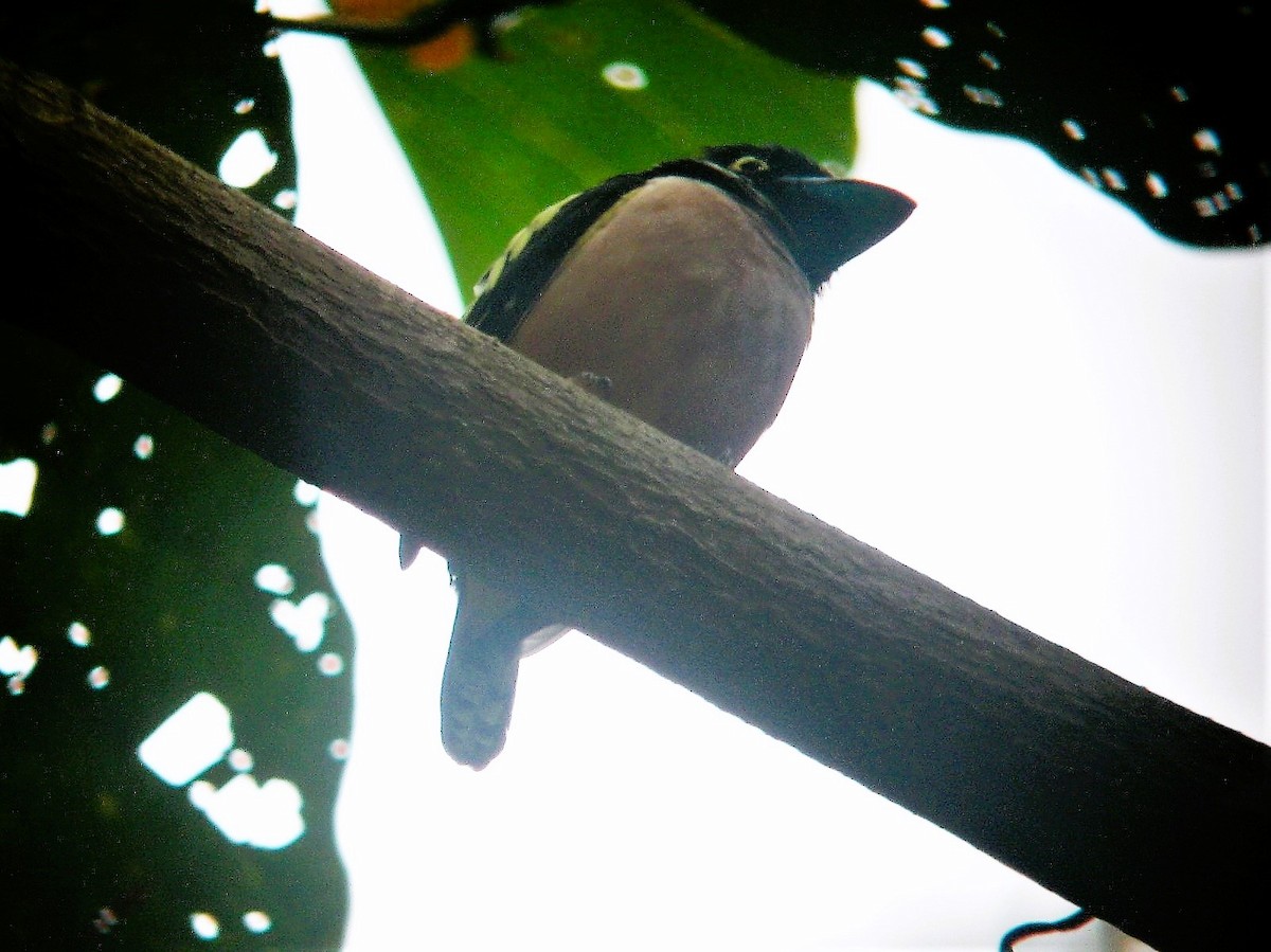 Black-and-yellow Broadbill - ML564519701