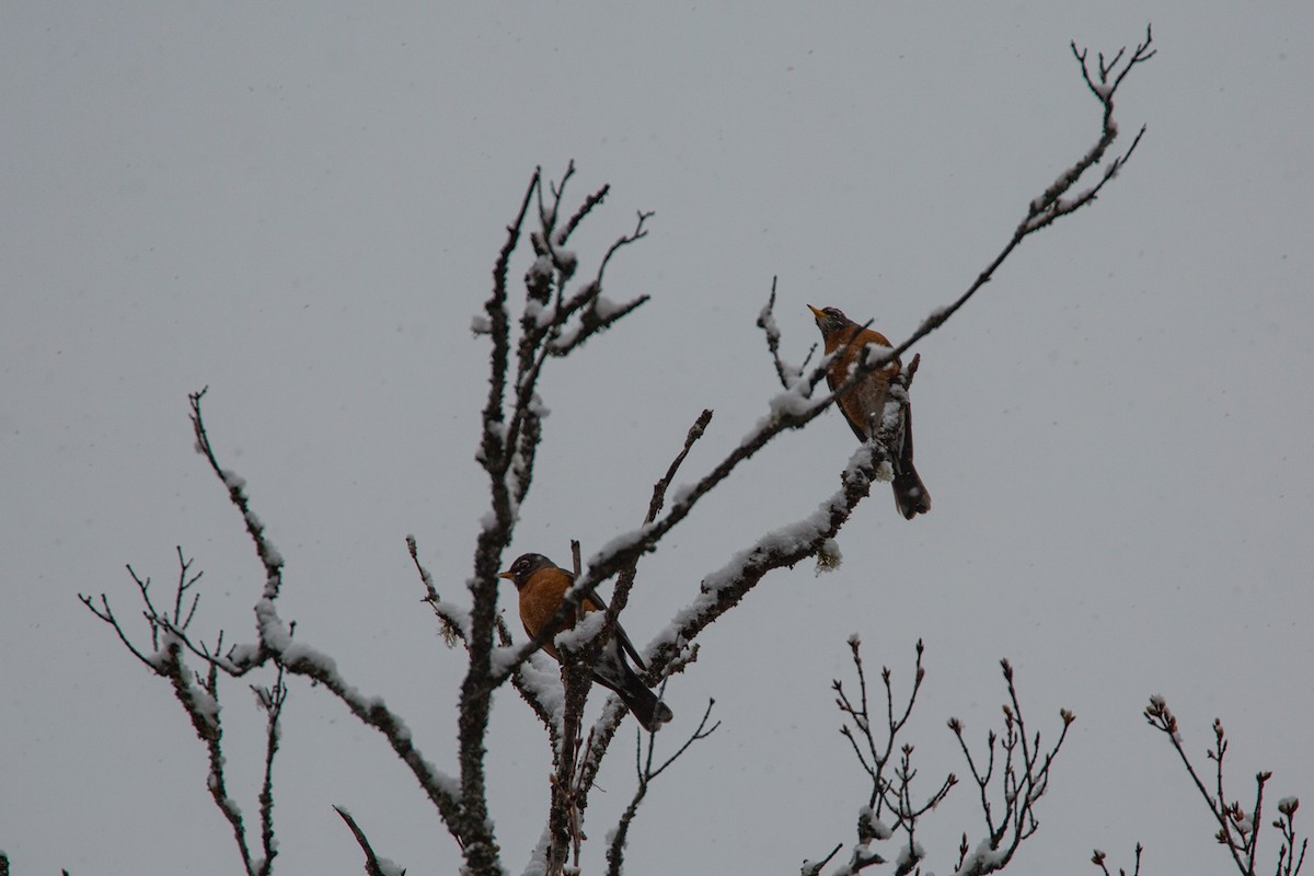 American Robin - ML564520711