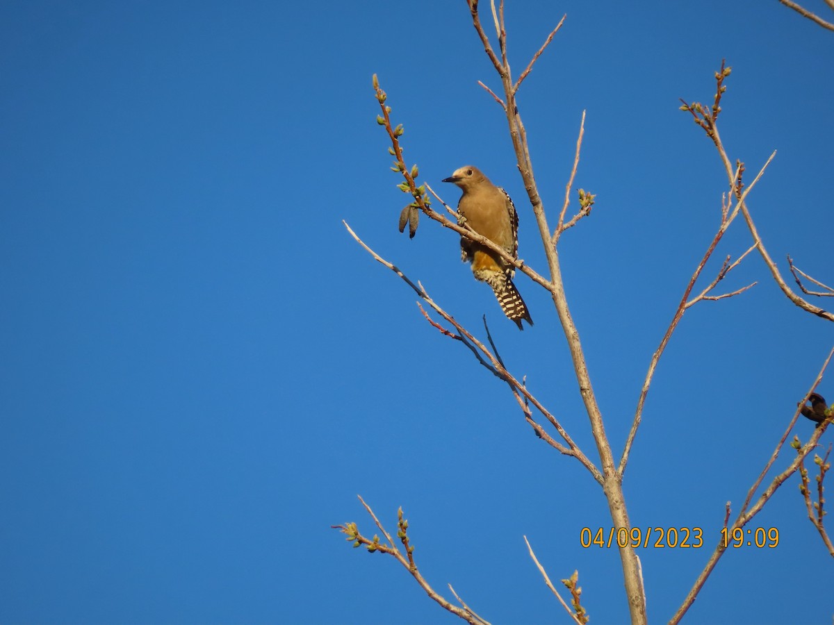 Gila Woodpecker - ML564521131