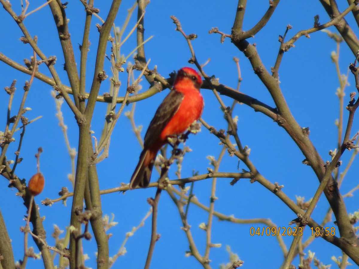 Vermilion Flycatcher - ML564521561