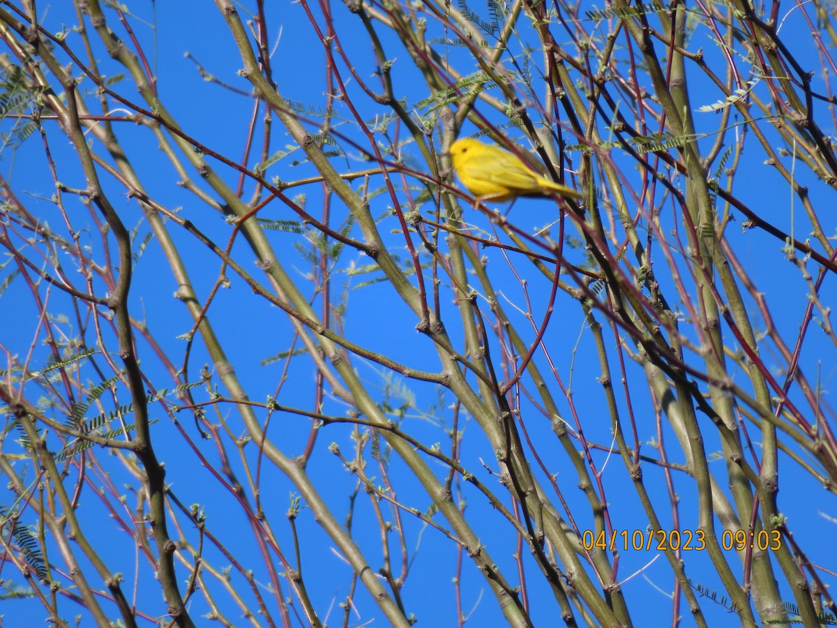 Northern Yellow Warbler - ML564522131
