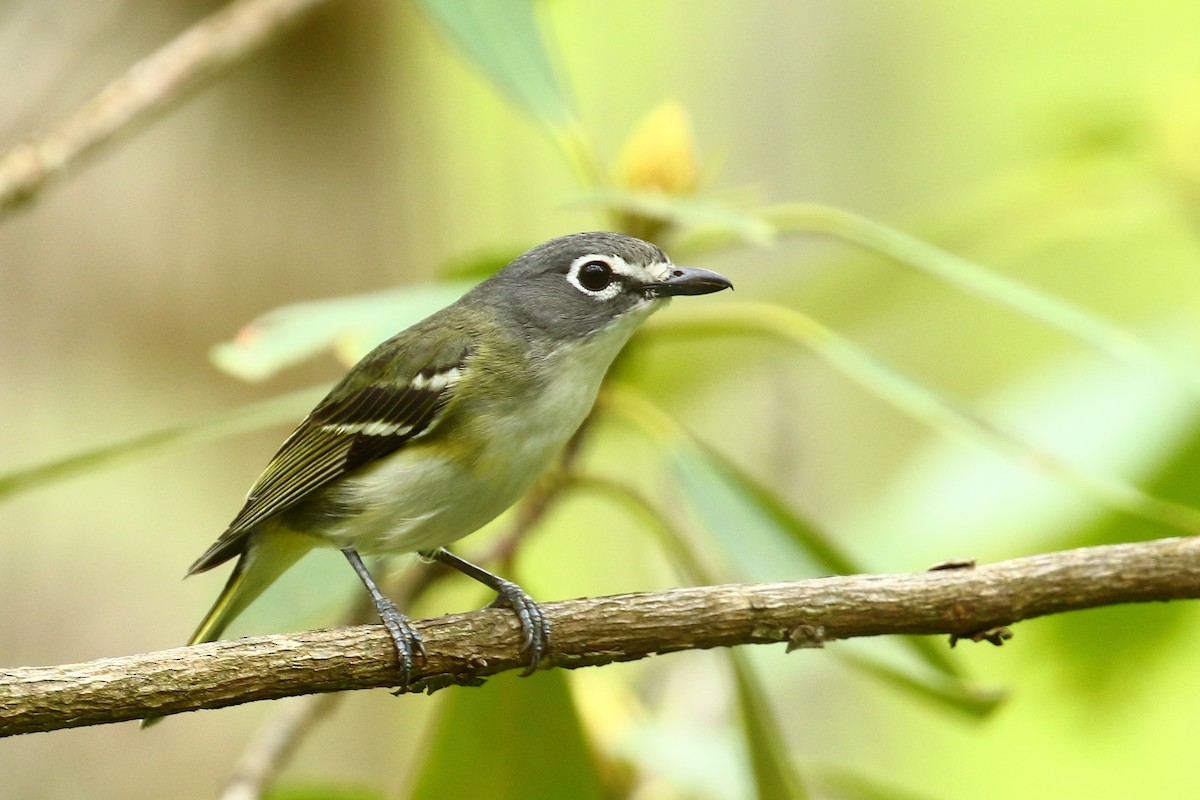 zelenáček brýlový - ML564522331