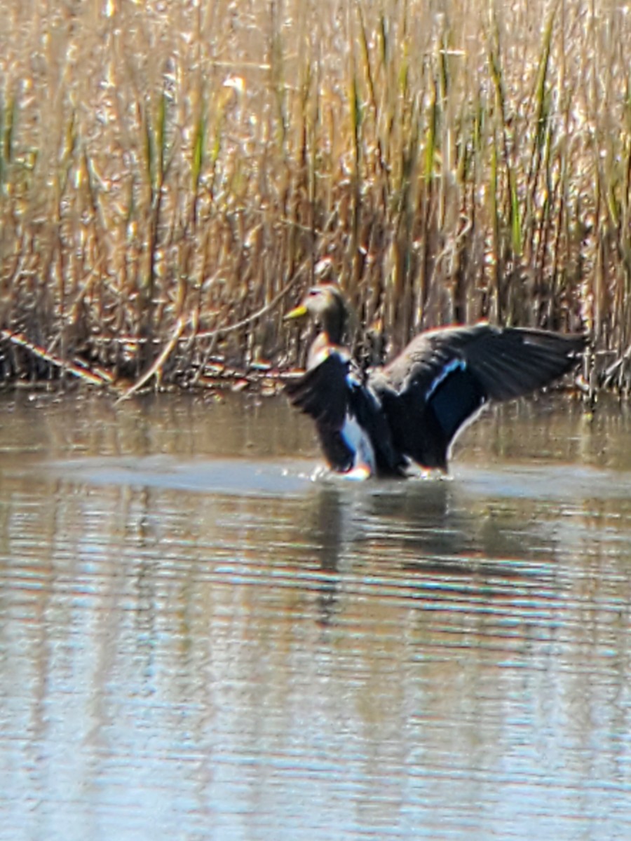 Mexican Duck - Ian Batterman