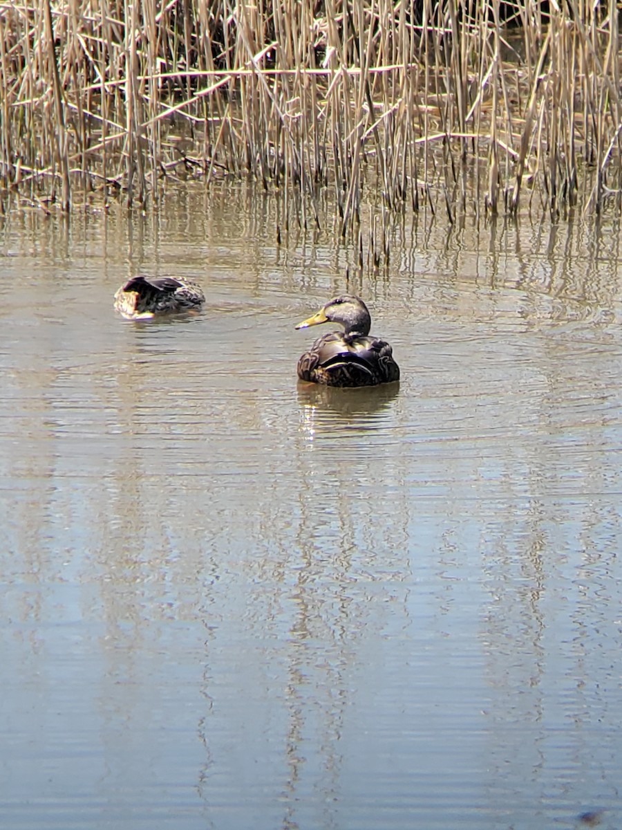 Mexican Duck - ML564524881