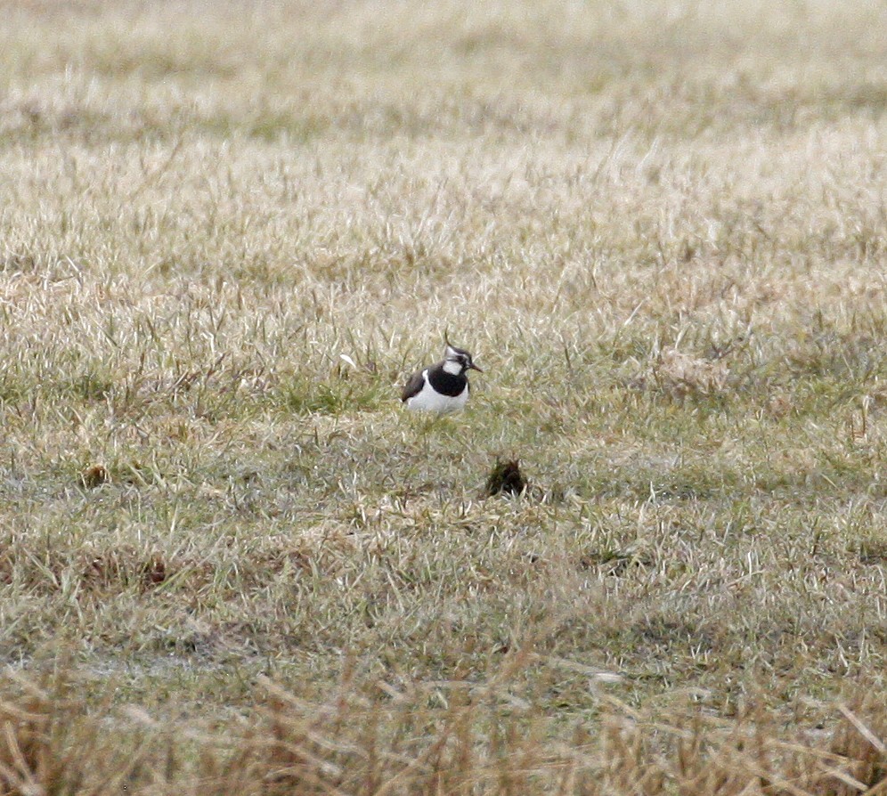 Northern Lapwing - Bruce M. Di Labio