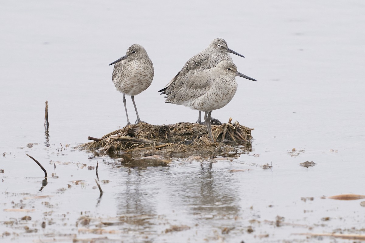 Willet - ML564526361