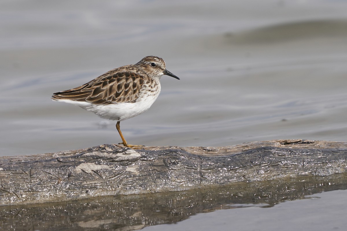 Least Sandpiper - ML564526571