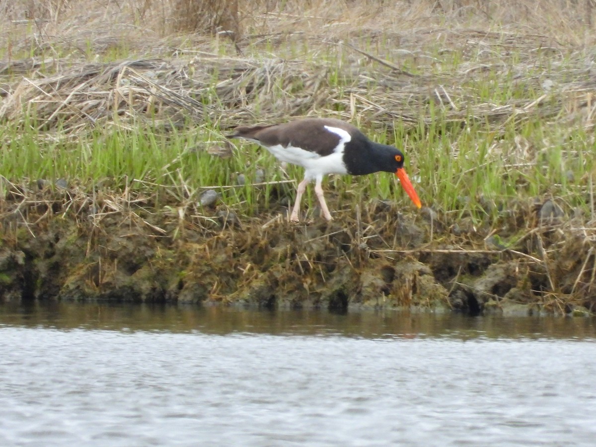 American Oystercatcher - ML564526701