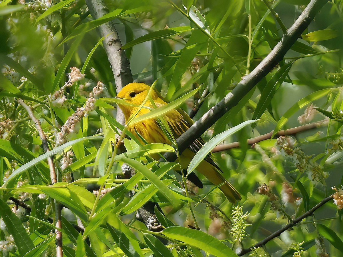 Yellow Warbler - ML564527011