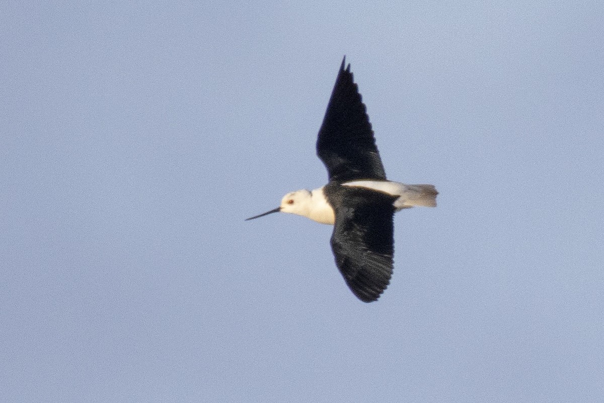 Black-winged Stilt - ML564527131