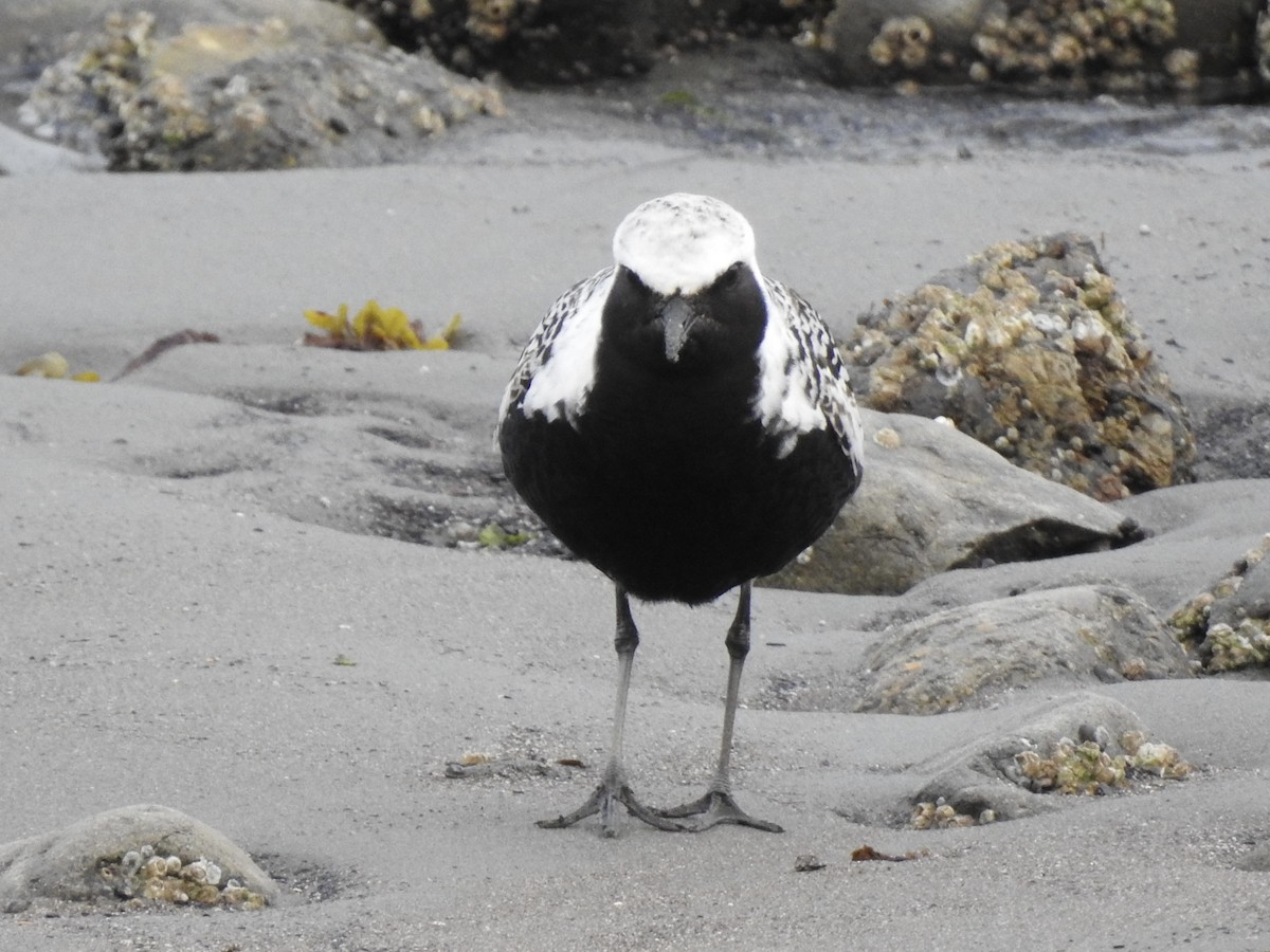 Black-bellied Plover - Victoria Vosburg