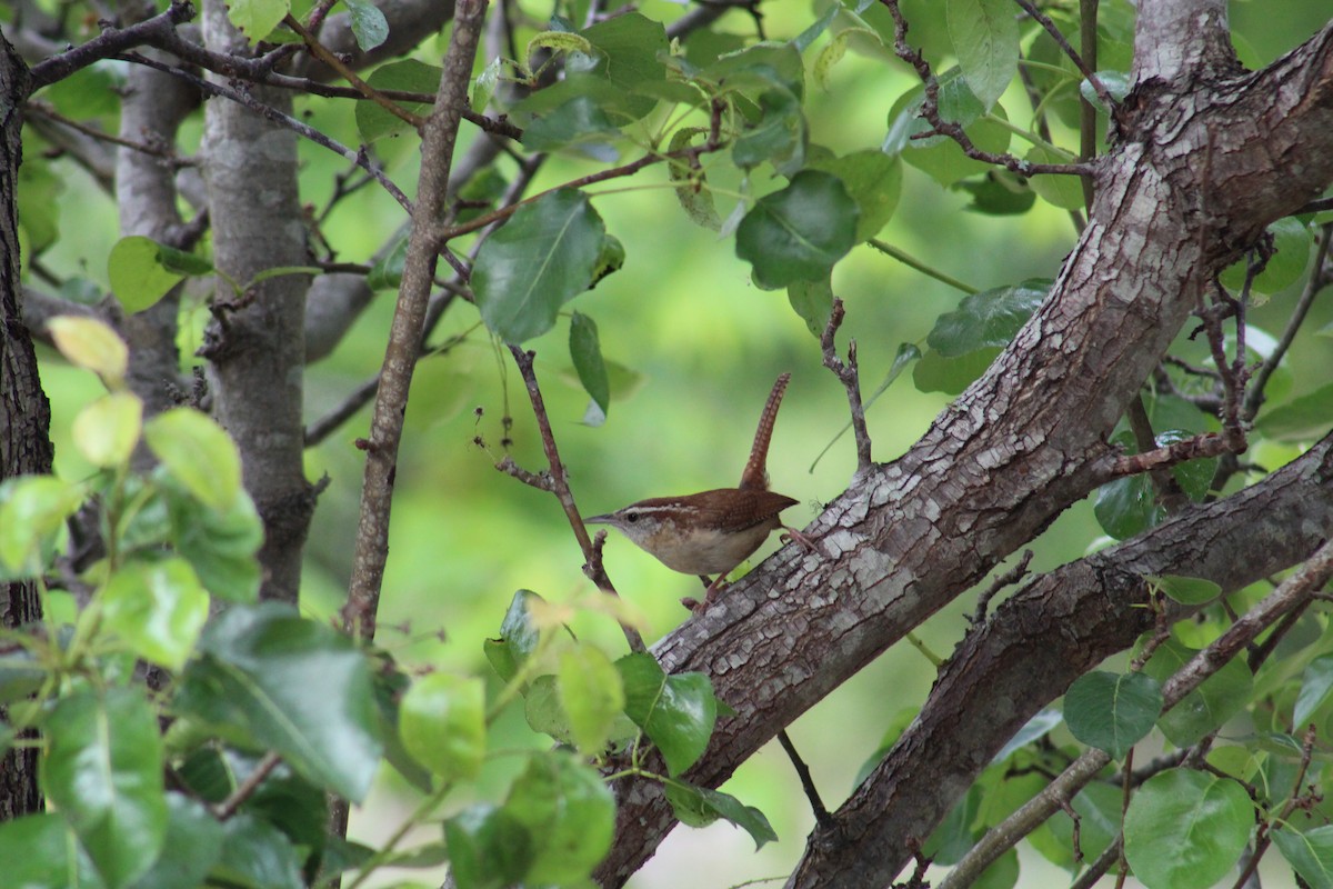 Carolina Wren - Elizabeth Anderegg