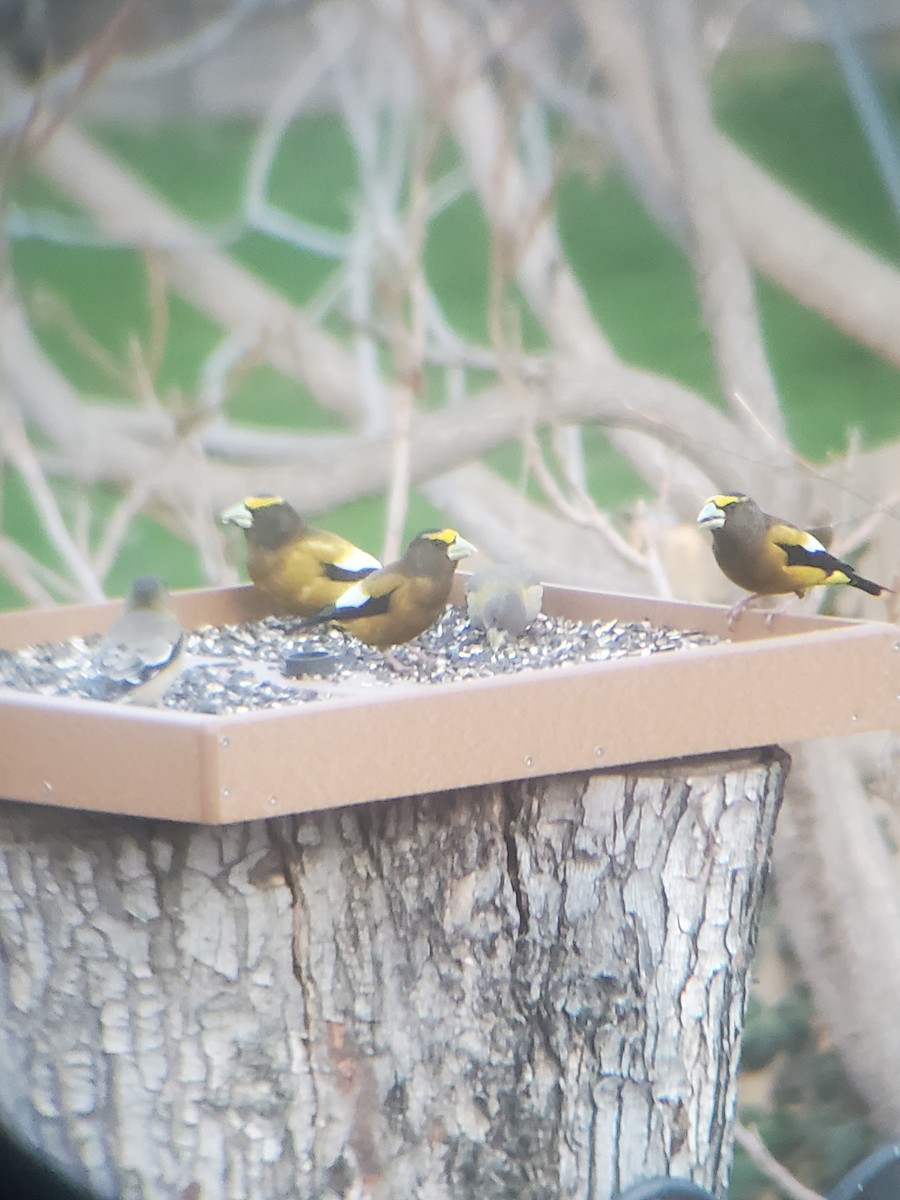 Evening Grosbeak - ML564528111