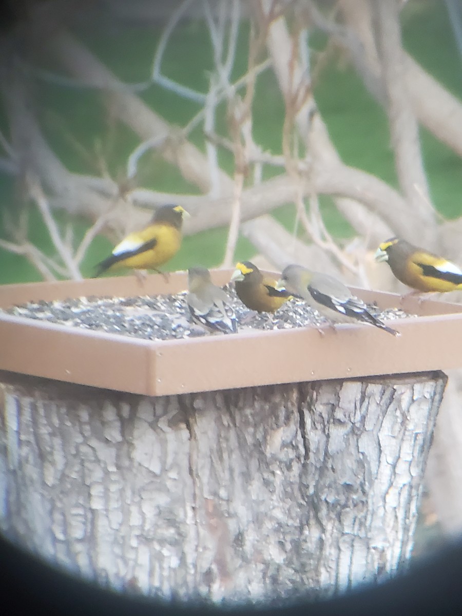 Evening Grosbeak - ML564528121