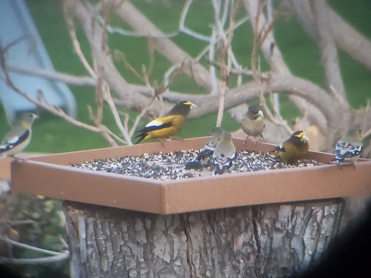 Evening Grosbeak - Ian Batterman