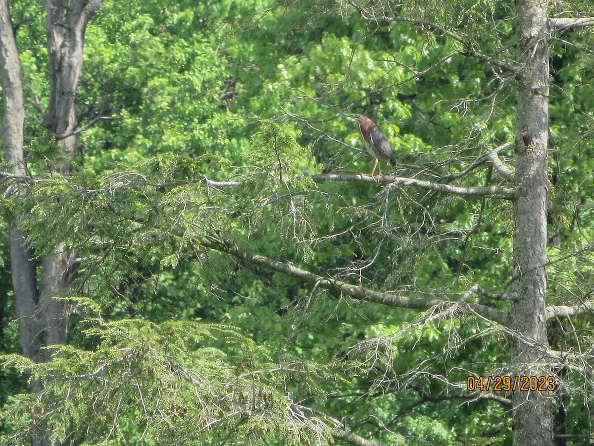 Green Heron - ML564528371