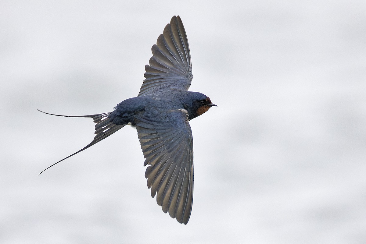 Barn Swallow - ML564528461