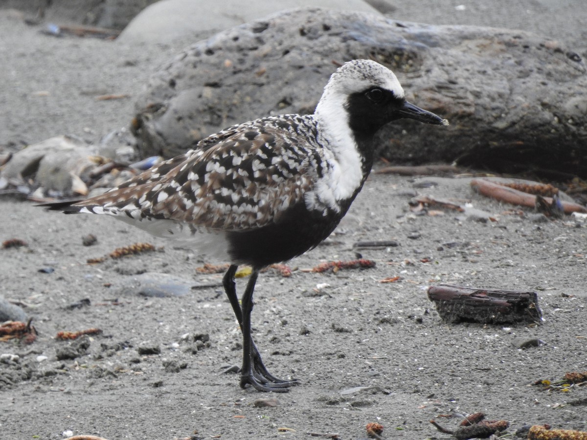 Black-bellied Plover - Victoria Vosburg