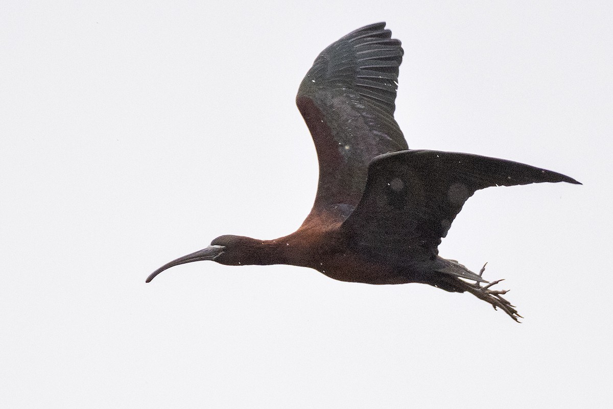 Glossy Ibis - ML564529371