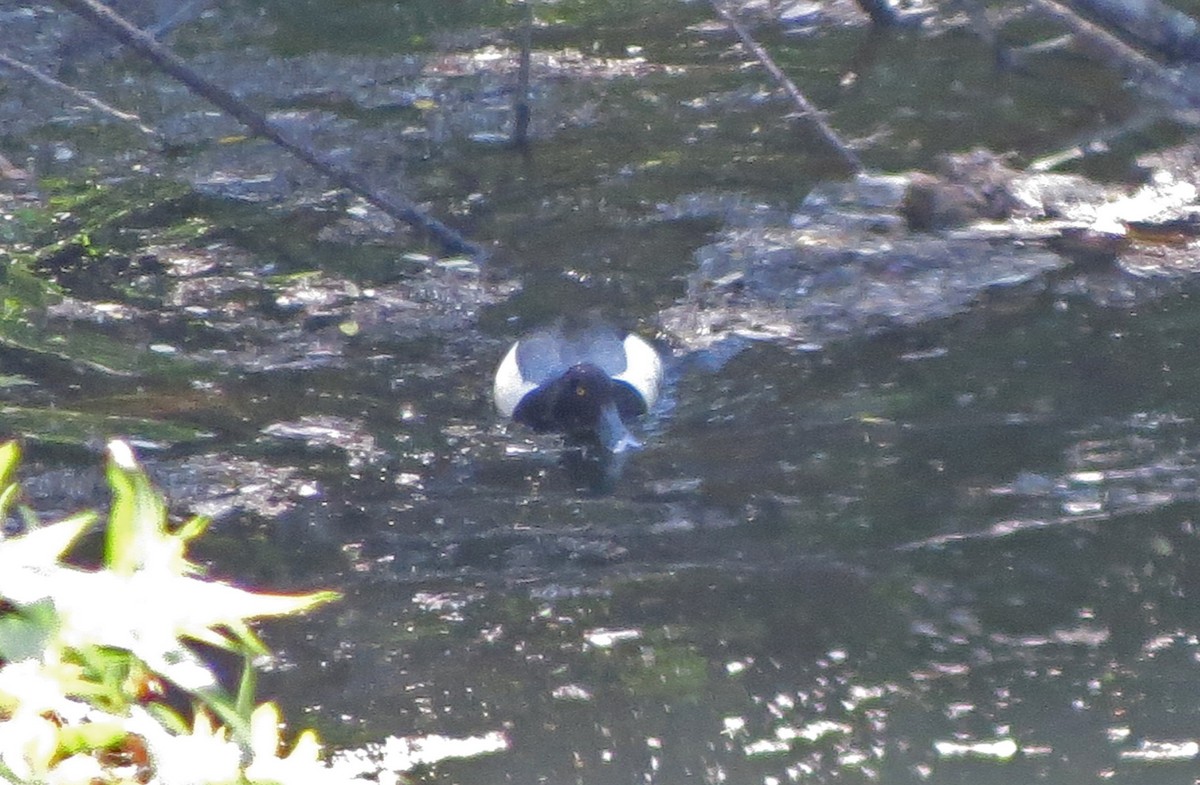 Greater Scaup - ML56452971