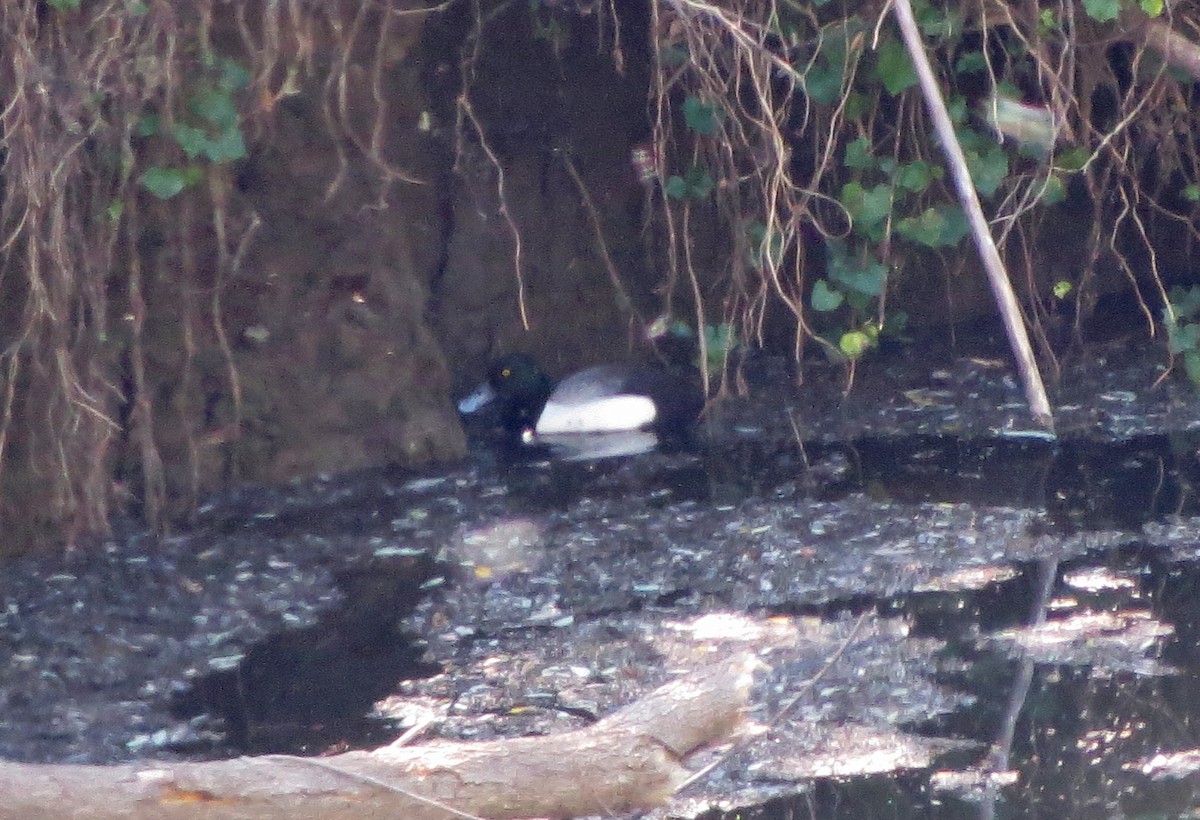 Greater Scaup - ML56452981