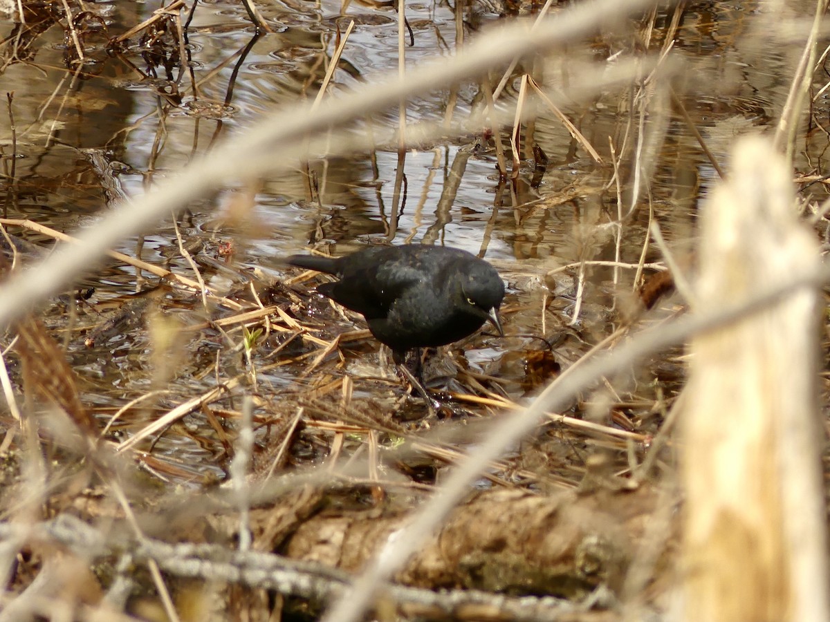 Rusty Blackbird - Suzanne Cholette