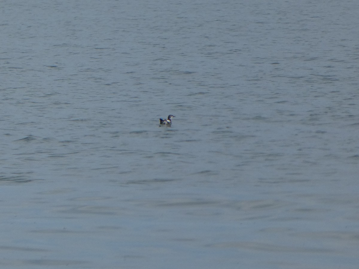 Black Guillemot - ML564531731