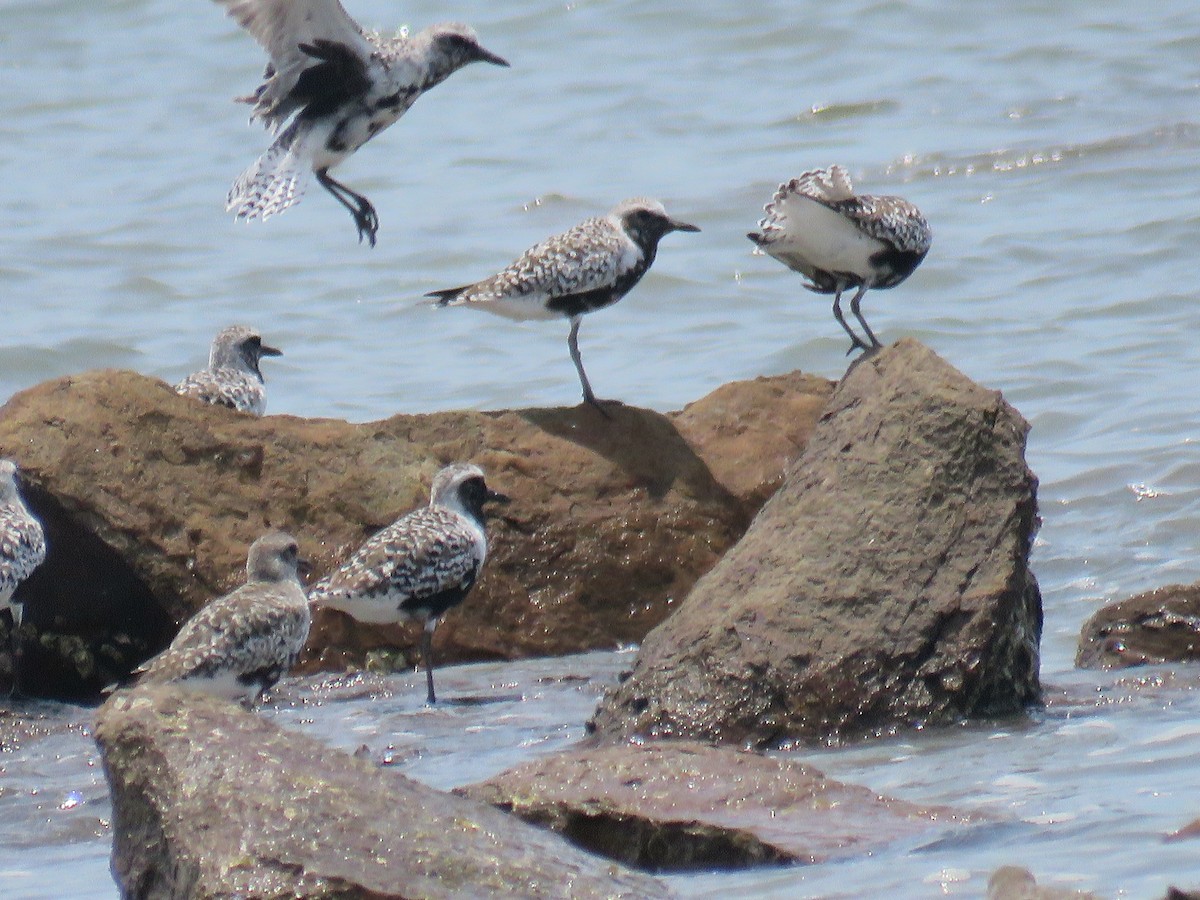 Black-bellied Plover - Fernando Guardia