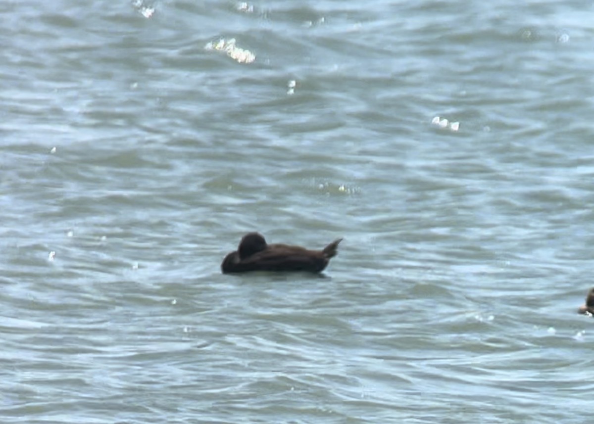 Black Scoter - Josh Lefever