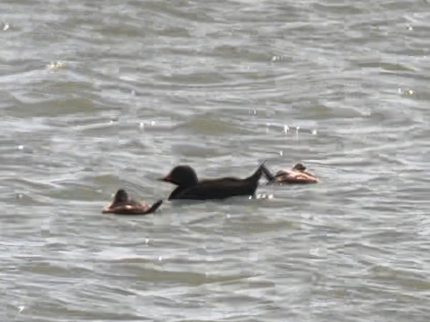 Black Scoter - ML564532531