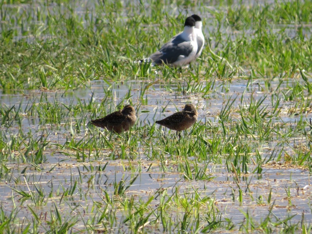 Long-billed Dowitcher - ML564533121