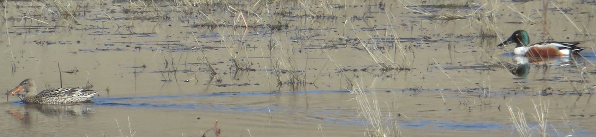 Northern Shoveler - ML564534581