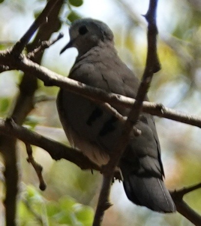 Emerald-spotted Wood-Dove - ML564535001
