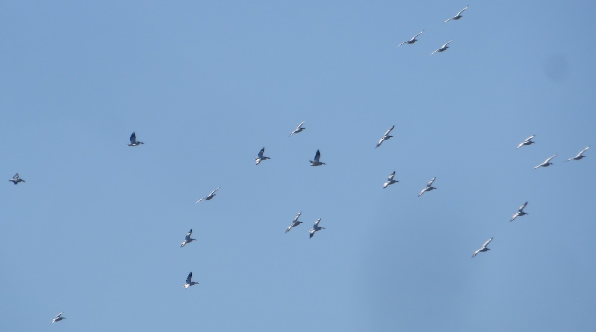 American White Pelican - ML564535041