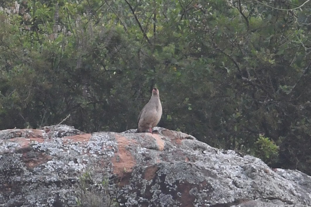 Chestnut-naped Spurfowl (Black-fronted) - Andreas Deissner