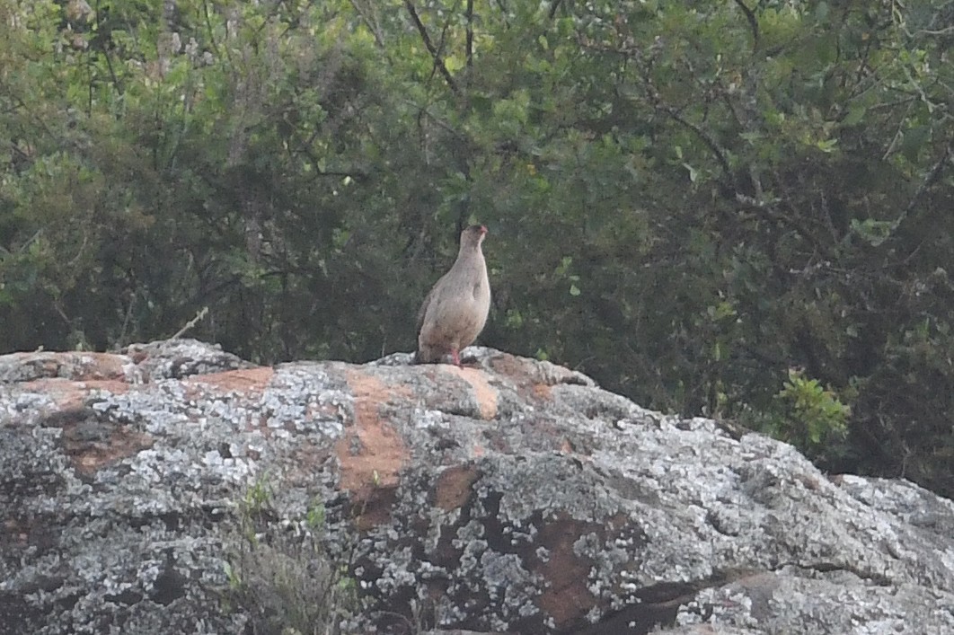 Francolin à cou roux (atrifrons) - ML564535621