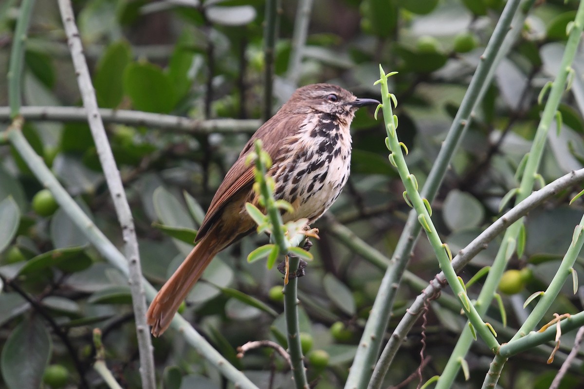 Spotted Morning-Thrush - ML564535851