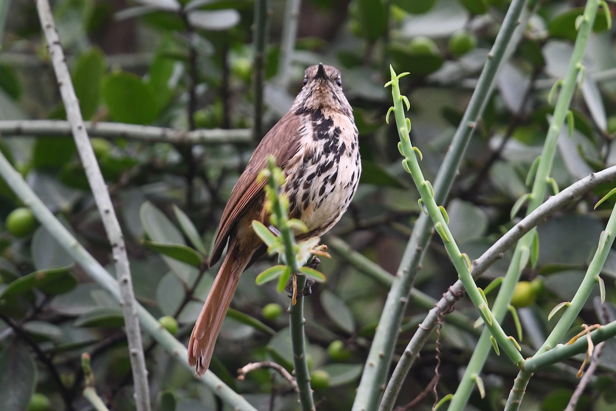 Spotted Morning-Thrush - ML564535861