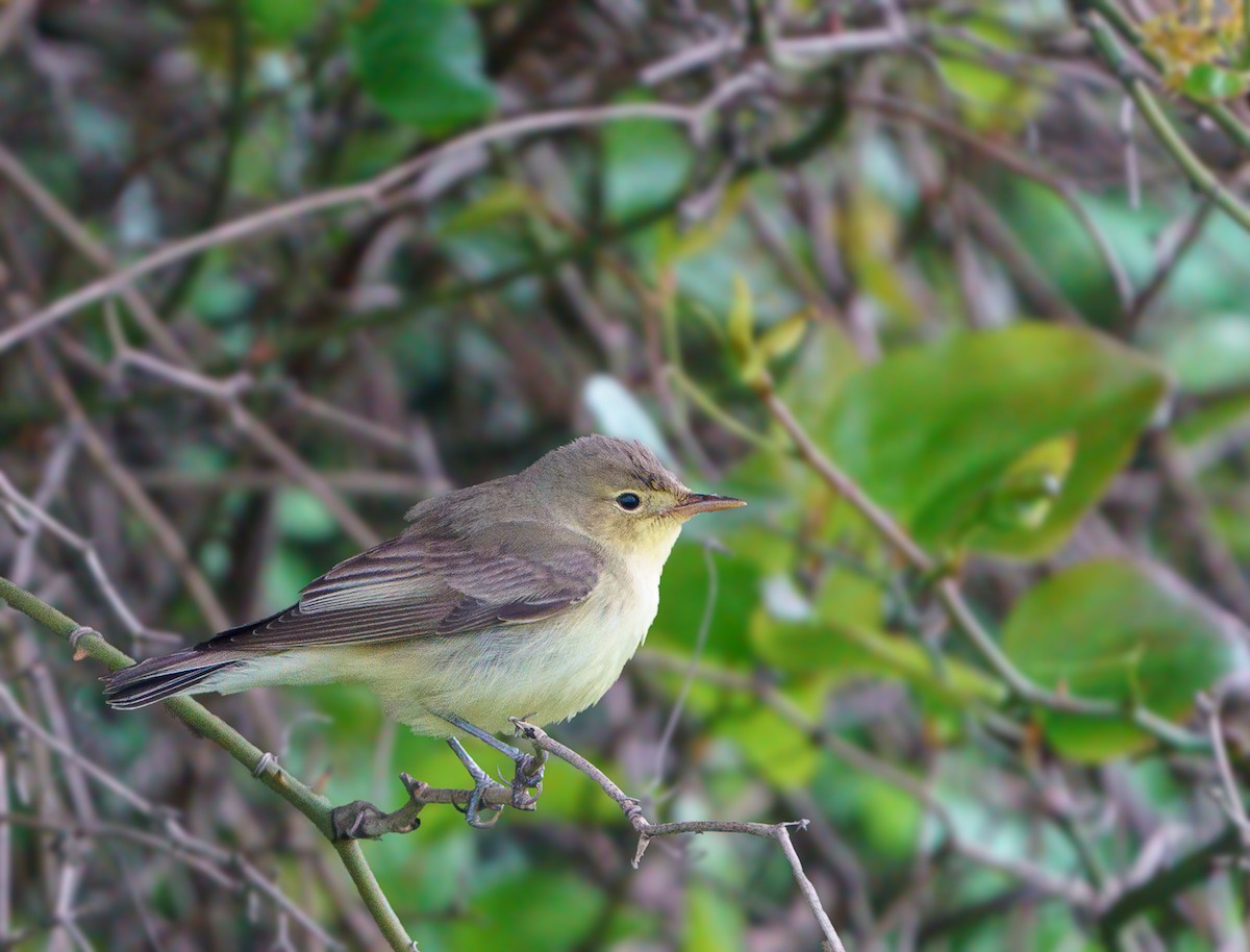 Icterine Warbler - babur hakarar