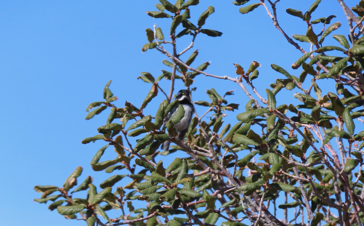 Black-throated Gray Warbler - Jane Finneran