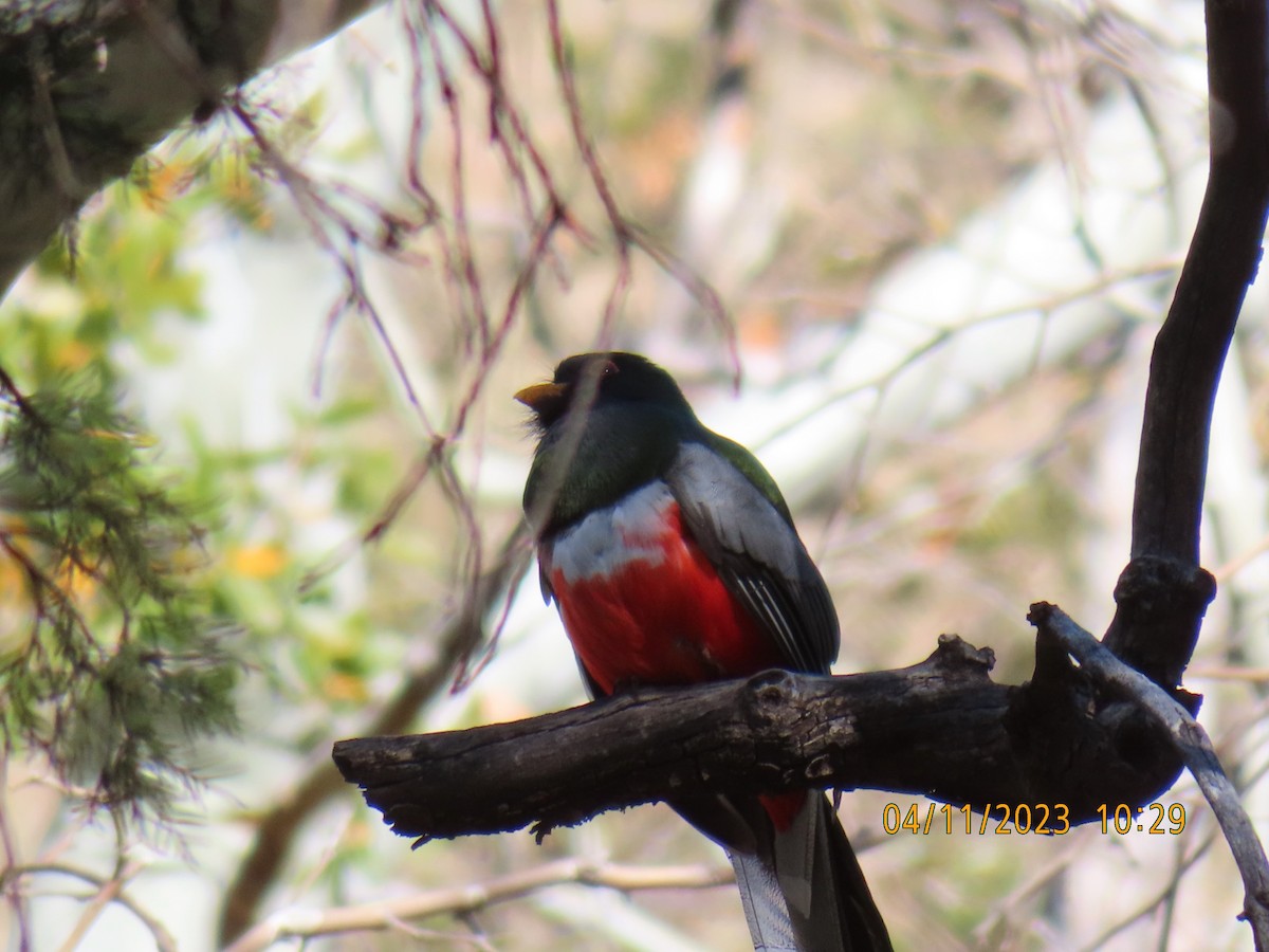 Coppery-tailed Trogon - ML564538801