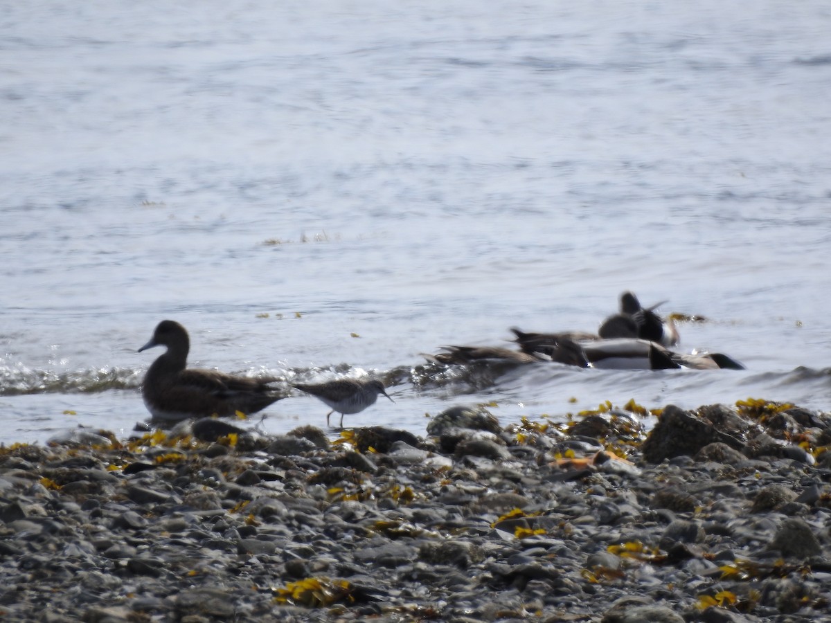 Lesser Yellowlegs - ML564539601