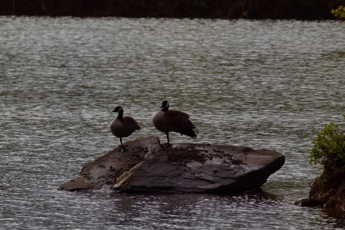Canada Goose - ML564539711