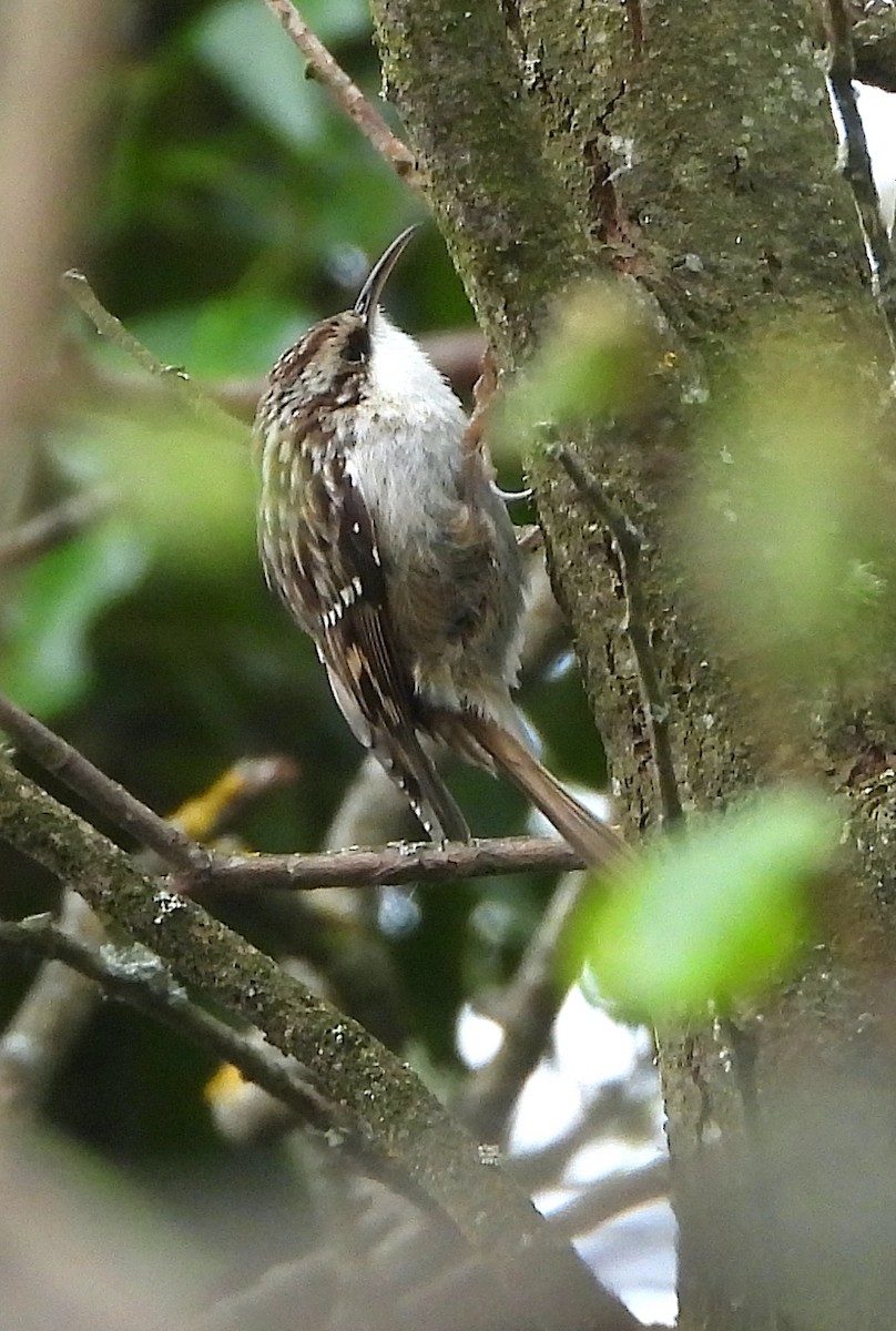 Short-toed Treecreeper - ML564539951