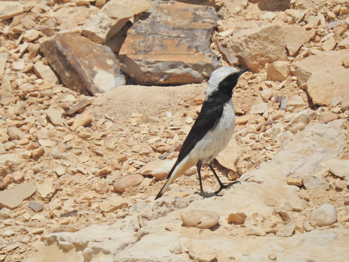 Mourning Wheatear - Eitan Kaspi