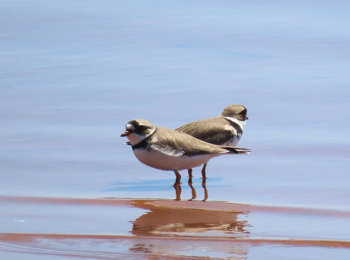 Semipalmated Plover - ML564542911