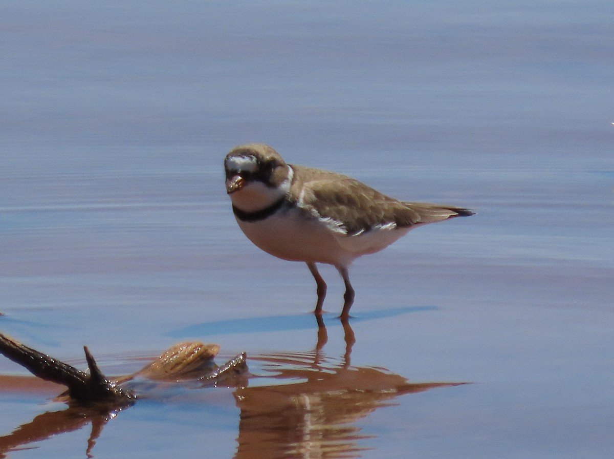 Semipalmated Plover - ML564542921